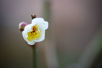 Close-up of white ume flower