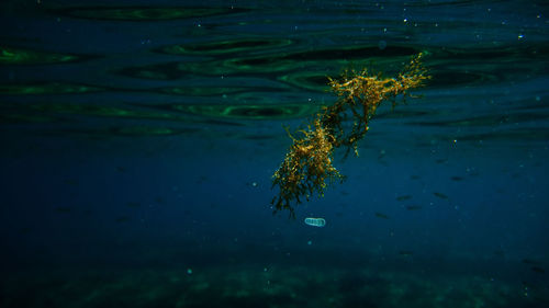 Fish swimming in sea