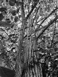 Trees growing on branch