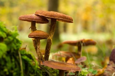 Close-up of mushroom growing on field