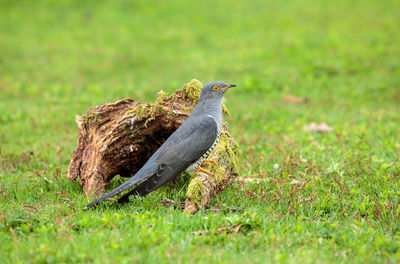 Bird perching on a field