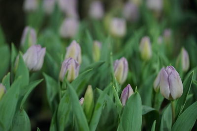 Close-up of purple tulip flowers on field