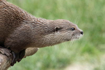 Head shot of an asian small clawed otter sitting on a log