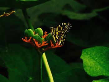 Close-up of butterfly on plant