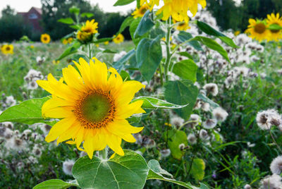 Close-up of yellow flowers blooming outdoors