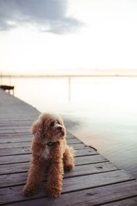 My beautiful puppy enjoying a beautiful sunset 