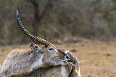 Waterbuck standing in forest