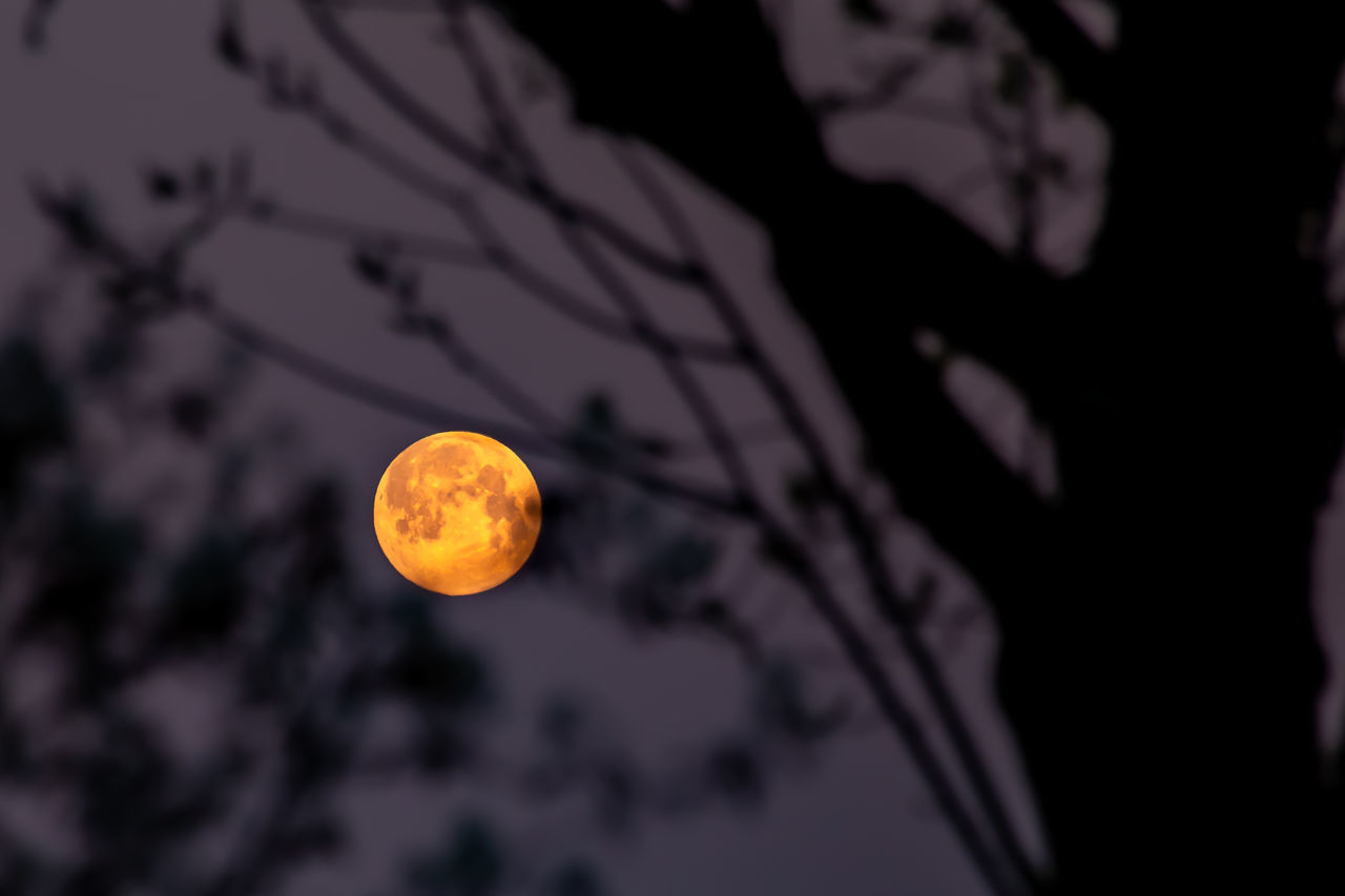 LOW ANGLE VIEW OF SILHOUETTE PLANT AGAINST MOON