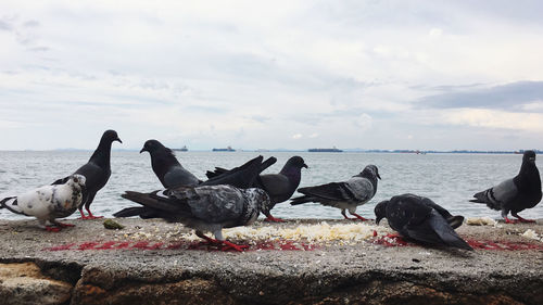 Flock of seagulls on beach