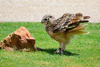 Close-up of eagle owl perching on grassy field by rock