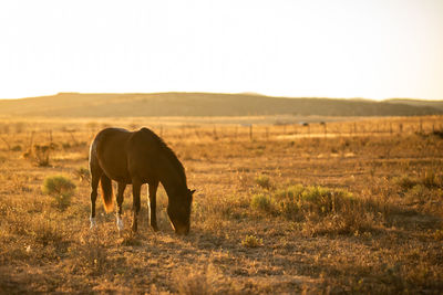 Horse in a field