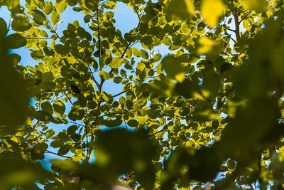 Low angle view of leaves on tree against sky