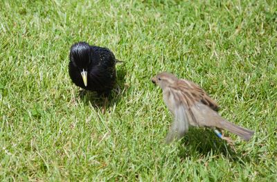 Side view of a bird on grass