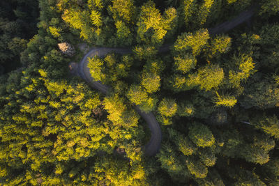 High angle view of trees growing in forest