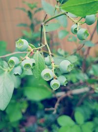 Close-up of berries growing on plant