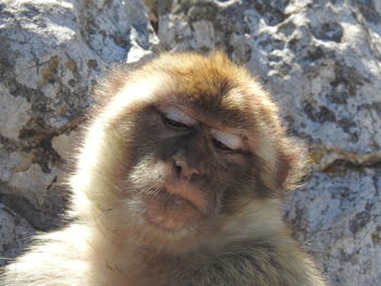 Close-up of a monkey