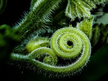 A squash tendrils 