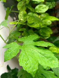 Close-up of raindrops on leaves