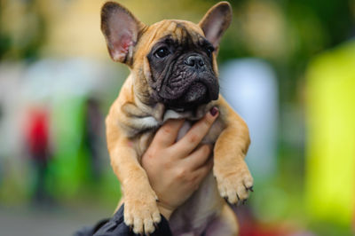 Close-up of a dog