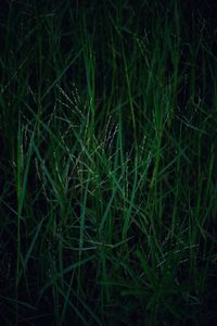 Full frame shot of grass on field