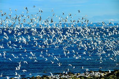 Birds flying against sky