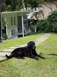 Black dog relaxing on grass