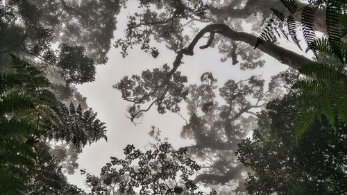 Low angle view of trees against sky