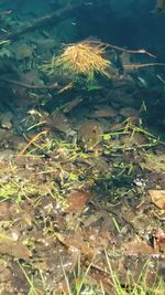 High angle view of plants growing on field