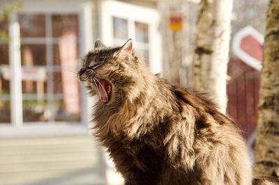 Close-up of cat yawning