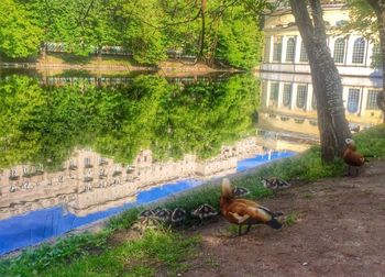 Dog on riverbank