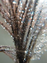 Close-up of water drops on leaf