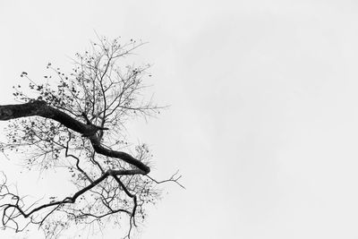 Low angle view of bird on branch against sky