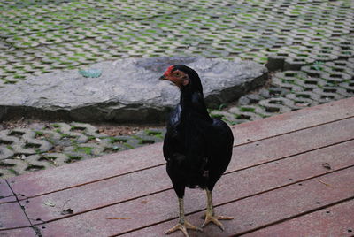 High angle view of black bird on footpath