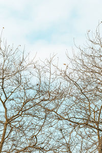 Low angle view of bare tree against sky