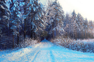 Trees on snow covered land against sky