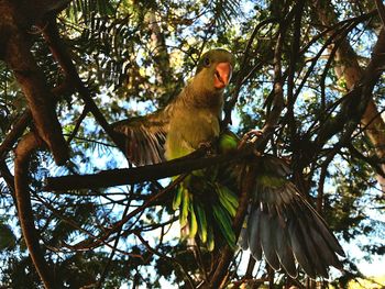 Low angle view of bird perching on tree