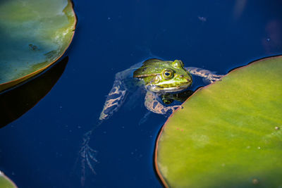 Close-up of frog in lake