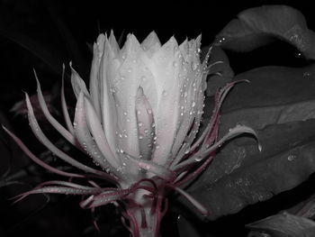 Close-up of wet rose flower