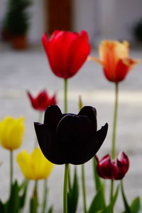 Close-up of red tulip