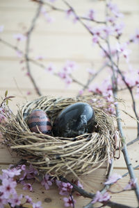 Close-up of birds in nest