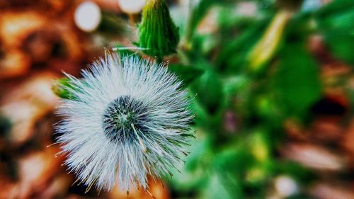 Close-up of flower against blurred background