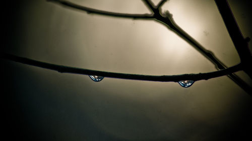 Close-up of water drops on twig