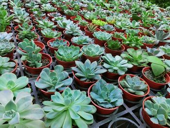High angle view of succulent plants