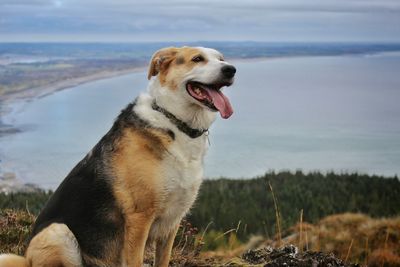 Close-up of dog looking away