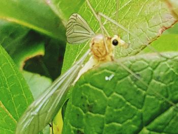 Close-up of insect on leaf