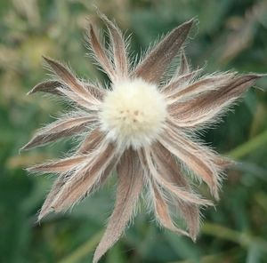 Close-up of dandelion