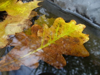 High angle view of maple leaves in water