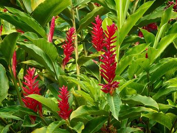 Close-up of red plant