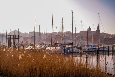 Sailboats moored at harbor