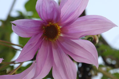 Close-up of pink flower